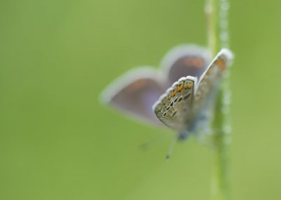 Schmetterlingsfotografie von Hartmut Fehr: Schärfeebene auf der Flügelspitze eines Bläulings.