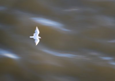Vogelfotografie von Hartmut Fehr: Möwe im Flug von oben.