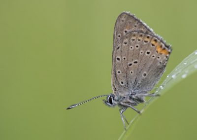 Schmetterlingsfotografie von Hartmut Fehr: ein Bläuling hängt im Morgentau an einem Grashalm.