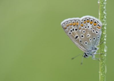 Schmetterlingsfotografie von Hartmut Fehr: ein Bläuling hängt im Morgentau an einem Grashalm.