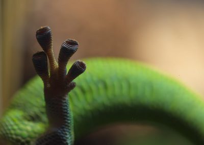 Reptilienfotografie von Hartmut Fehr: Makroaufnahme der Füße eines Grünen Taggeckos.
