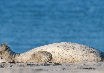 Tierfotografie von Hartmut Fehr: ein Seehund hält Siesta am Strand von Helgoland.