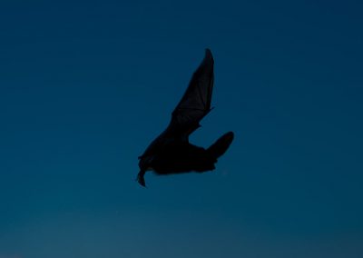 Tierfotografie von Hartmut Fehr: Fledermaus im Flug. Braunes Langohr.