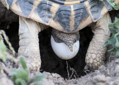 Reptilienfotografie von Hartmut Fehr: eine Griechische Landschildkröte bei der Eiablage.