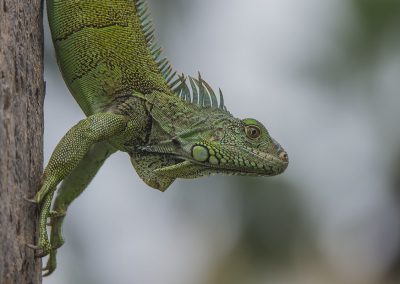 Reptilienfotografie von Hartmut Fehr: ein Grüner Leguan sitzt an einem Baumstamm. Guayaquil. Ecuador.