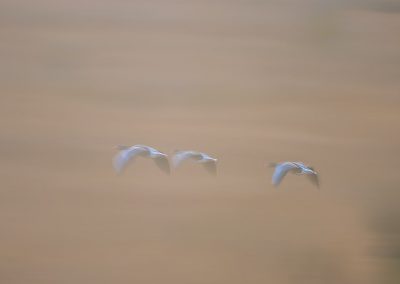 Vogelfotografie von Hartmut Fehr: fliegende Gänse im Morgennebel nahe dem Pilsumer Leuchtturm in Greetsiel/Ostfriesland.