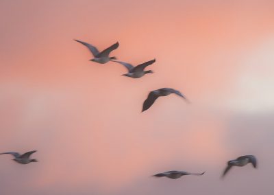 Vogelfotografie von Hartmut Fehr: fliegende Gänse bei Sonnenaufgang nahe dem Pilsumer Leuchtturm in Greetsiel/Ostfriesland.
