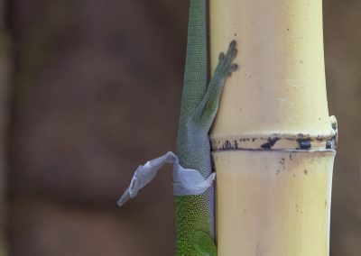 Reptilienfotografie von Hartmut Fehr: ein Madagaskar-Taggecko bei der Häutung.