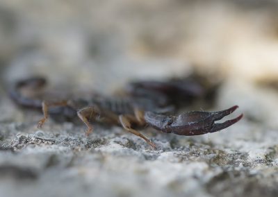 Tierfotografie von Hartmut Fehr: Detail einer Skorpionsschere.