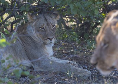 Säugetierfotografie von Hartmut Fehr: ein Löwenweibchen lässt ein zweites Weibchen nicht aus dem Blick.