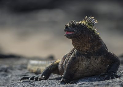 Reptilienfotografie von Hartmut Fehr: eine Meerechse auf der Isla Fernandina. Galápagos.