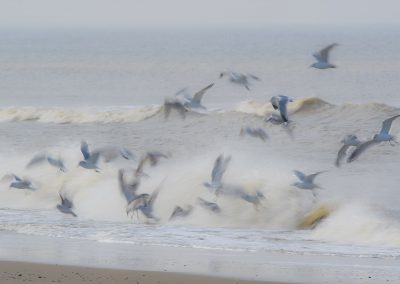 Vogelfotografie von Hartmut Fehr: Möwen am Strand