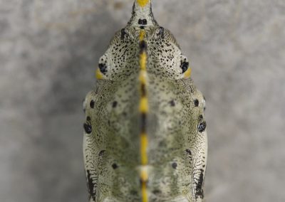 Makrofotografie von Hartmut Fehr: Eine Schmetterlingspuppe hat sich zur Verpuppung aufgehängt.