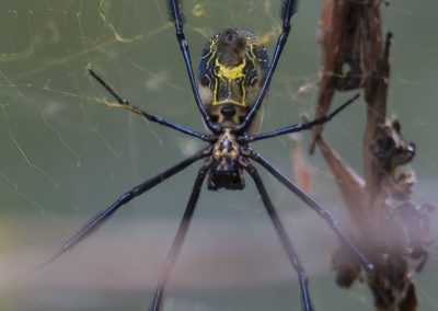 Makrofotografie von Hartmut Fehr: Riesige Spinne in Südafrika.