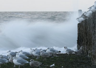 Vogelfotografie von Hartmut Fehr: Ein Trupp Silbermöwen sitzt auf Wellenbrechern bei tosender Brandung.