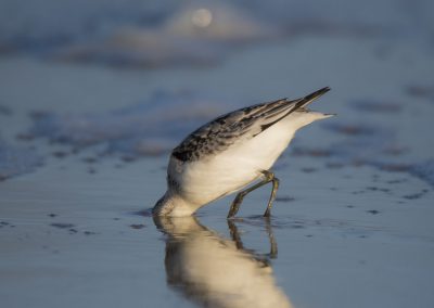 Vogelfotografie von Hartmut Fehr: Sanderling steckt den Kopf in den Sand.