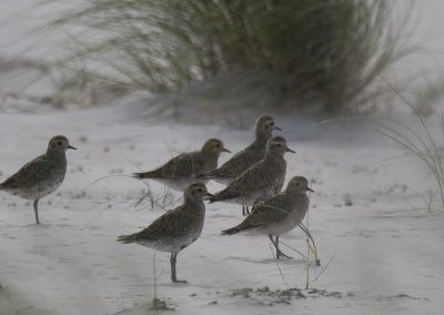 Vogelfotografie von Hartmut Fehr: Ein Trupp Goldregenpfeifer steht in den Dünen von Norderney.