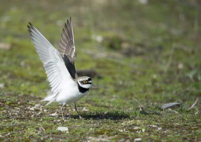 Vogelfotografie von Hartmut Fehr: Ein Flussregenpfeifer faltet die Flügel auf um zu starten.