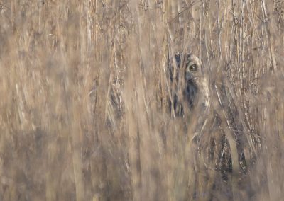 Vogelfotografie von Hartmut Fehr: eine Sumpfohreule schaut aus ihrem Versteck heraus.