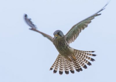 Vogelfotografie von Hartmut Fehr: ein Turmfalke steht rüttelnd in der Luft.