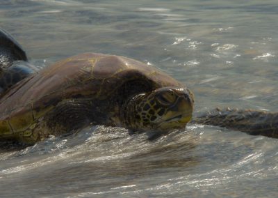 Reptilienfotografie von Hartmut Fehr: zwei Grüne Meeresschildkröten am Strand von Fernandina (Galápagos).