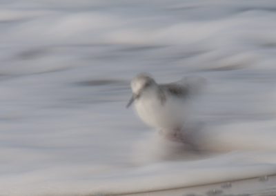 Vogelfotografie von Hartmut Fehr: Schnell rennender Sanderling am Ostseestrand.