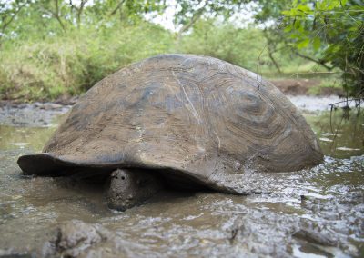 Reptilienfotografie von Hartmut Fehr: eine Riesenschildkröte im Hochland von Santa Cruz (Galápagos) nimmt ein Schlammbad.