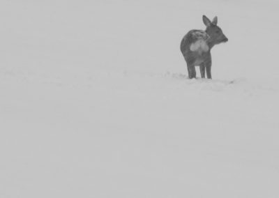 Tierfotografie von Hartmut Fehr: ein Reh versinkt im tiefen Schnee.