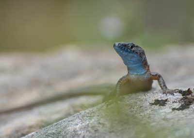 Reptilienfotografie von Hartmut Fehr: eine Prachtkieleidechse auf Krk in Kroatien.
