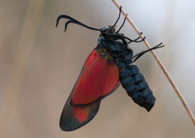 Insektenfotografie von Hartmut Fehr: ein Widderchen öffnet zum ersten mal seine Flügel.