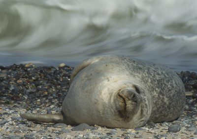 Seehund in den Wellen auf Helgoland | Faszination Tierfotografie - Hartmut Fehr